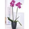 Orchid Plant